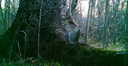 Grouse footage from trail camera